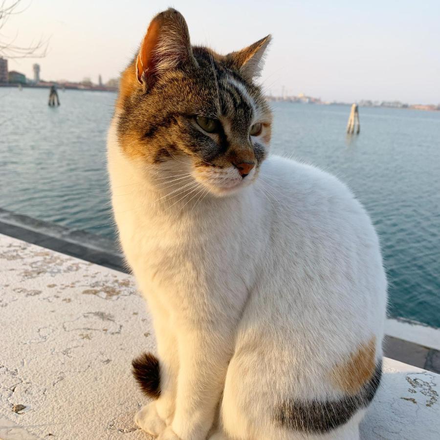 Sepa Chioggia Calle Moretti ภายนอก รูปภาพ